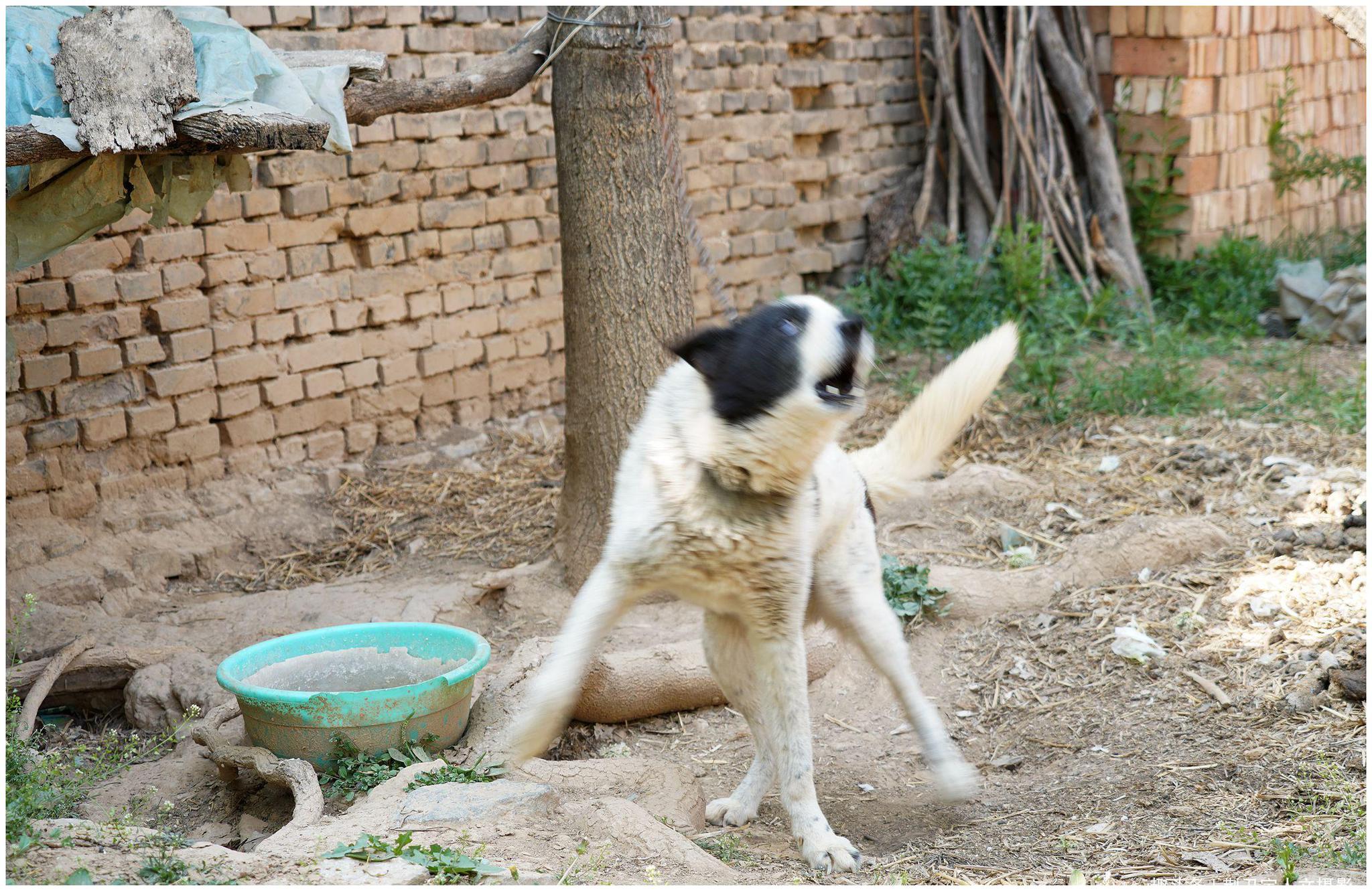 山西7旬老人家连续丢了5条狗狗,弄清原因让他出乎意料,啥情况