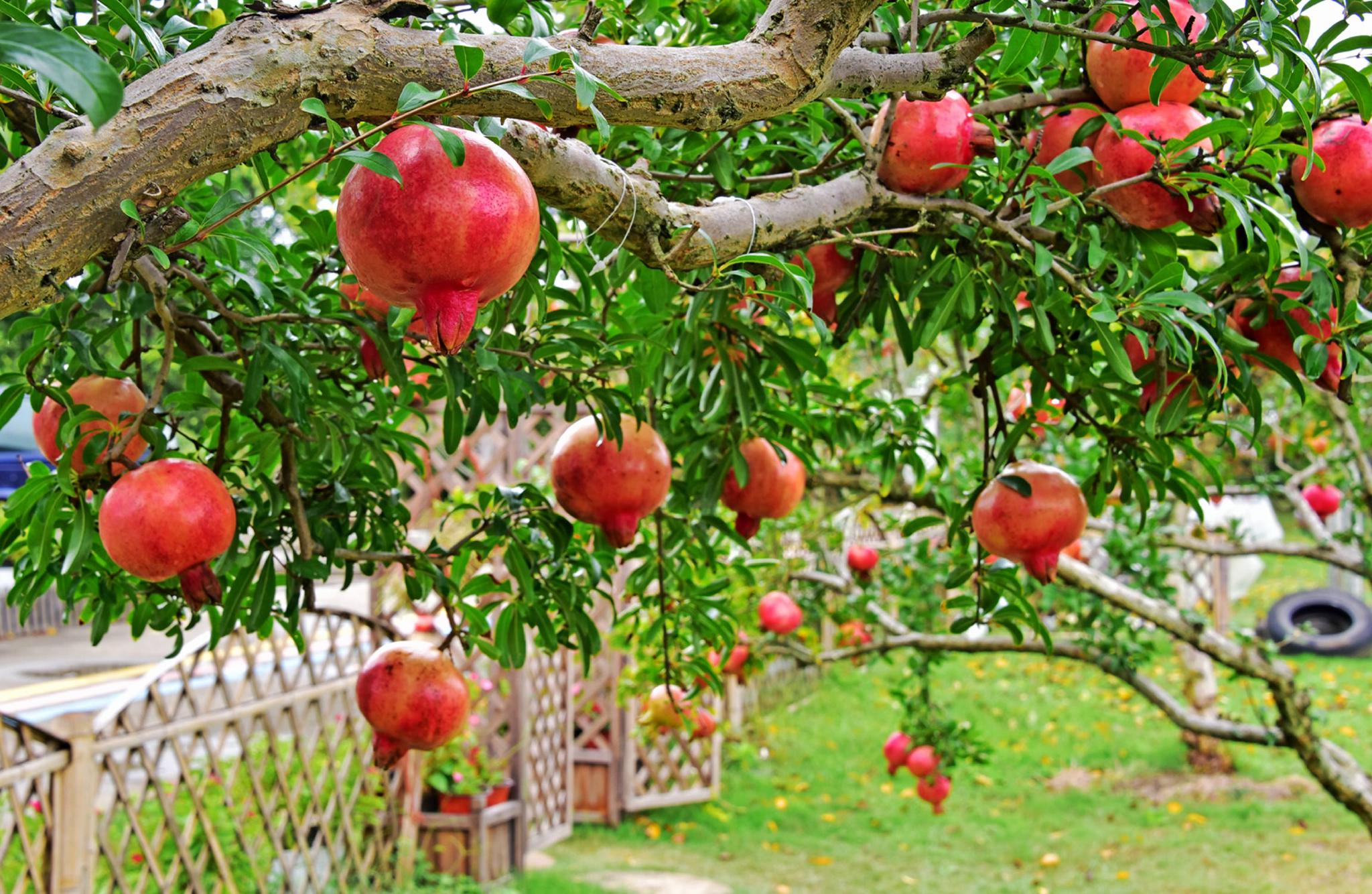 硕果累累满枝头,又是一个丰收季,这是秋日的佳友福田开心果园.