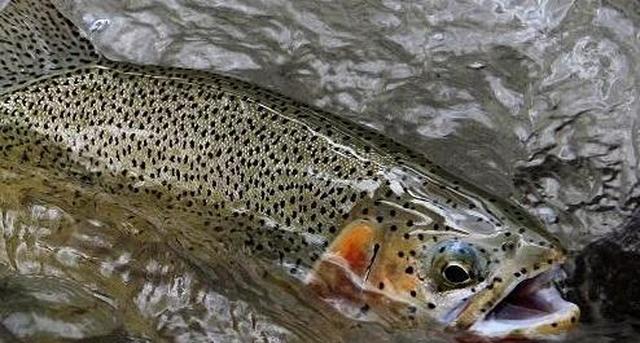 第4种就是亚东鲑鱼,对于这种亚东鲑鱼,他是亚东特有的一种特产,鱼已经