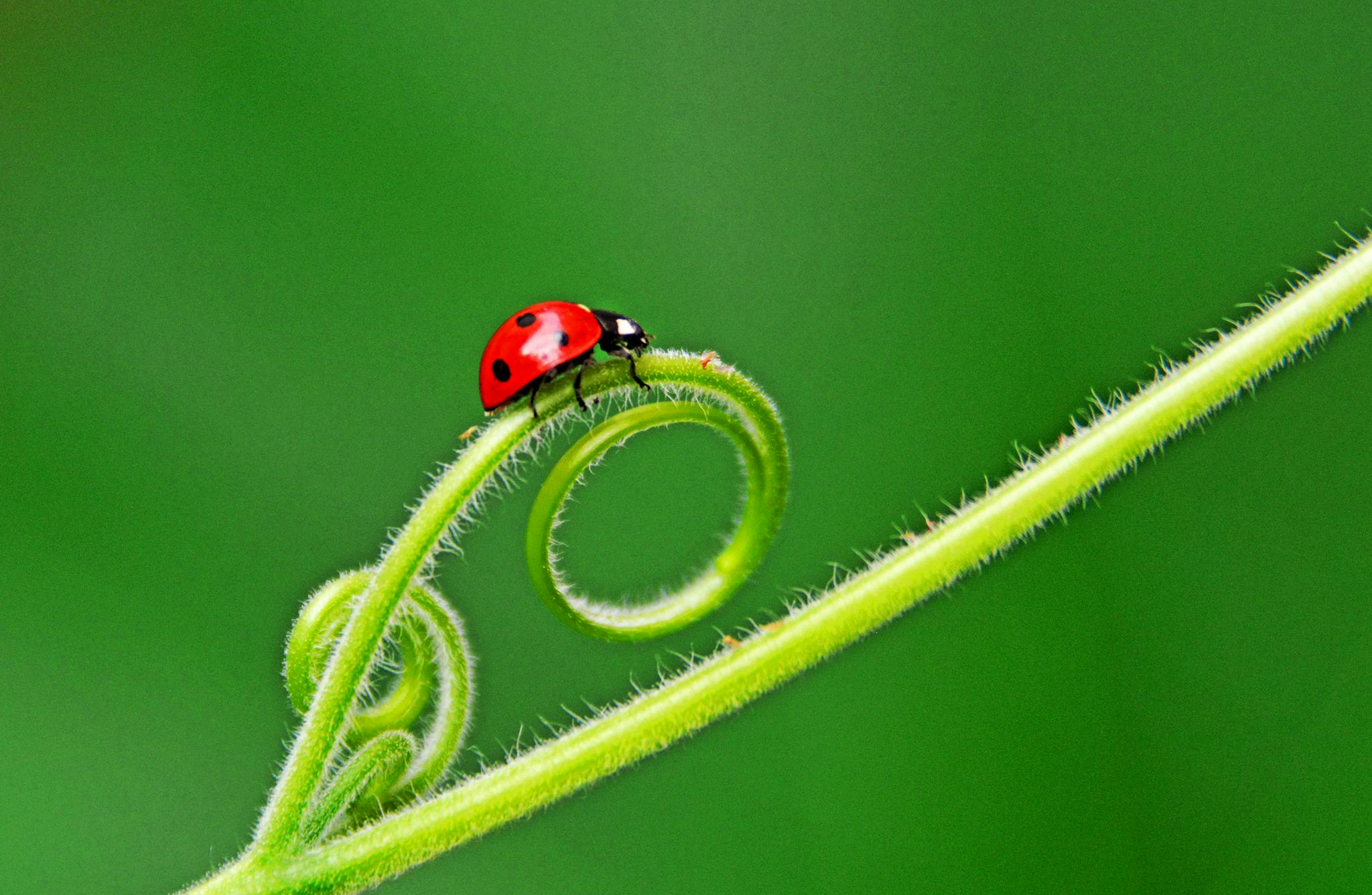 瓢虫的小天地,江苏无锡锡山区锡北镇斗山.夏末初秋,雨后随拍.