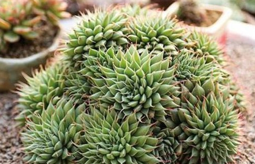 28℃以上高温,这2种多肉,养护不当,长成"熊样子"|多肉植物|养护|石莲