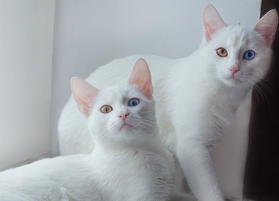 公猫VS母猫,两者的差异比较,解析你的种种疑惑|公猫|母猫|猫咪_新浪新闻