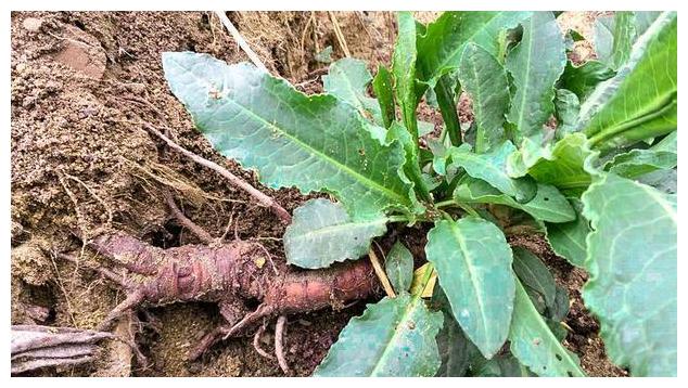 河边一野草,名为"牛舌菜",根像人参价值高,遇见别忽视