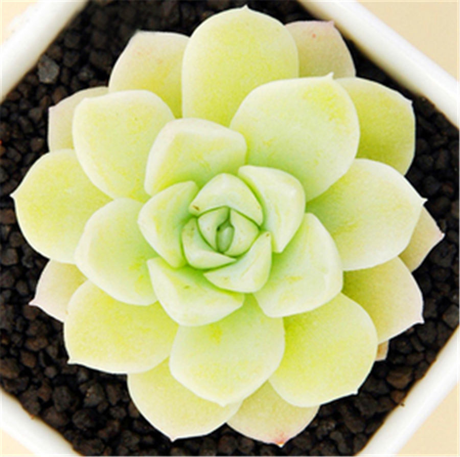 5种莹白如玉的白的白色多肉洁白无瑕纯洁典雅新手也能养得好