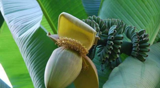 有一种野生植物,在没有东西吃的年代救了许多人,现在却很值钱|芭蕉芋