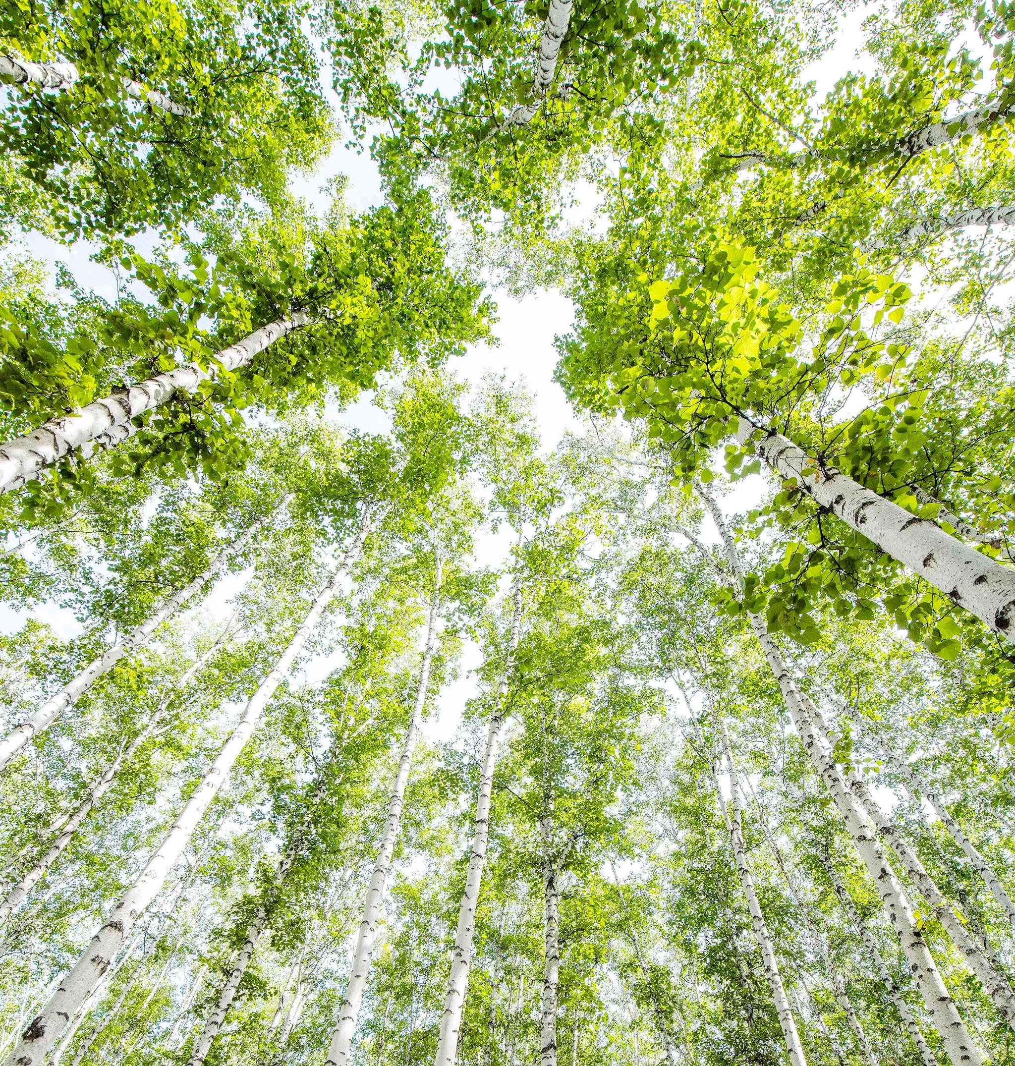 内蒙古有世界上最美的白桦林一年四季美成绿野仙踪你想去吗
