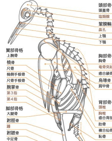 一只不会飞的企鹅,为什么还保持了飞鸟骨架特有的龙骨突?