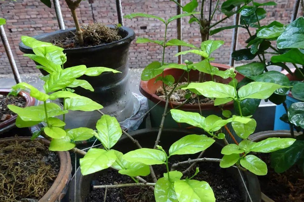 杜鹃|白醋|花苞_新浪新闻