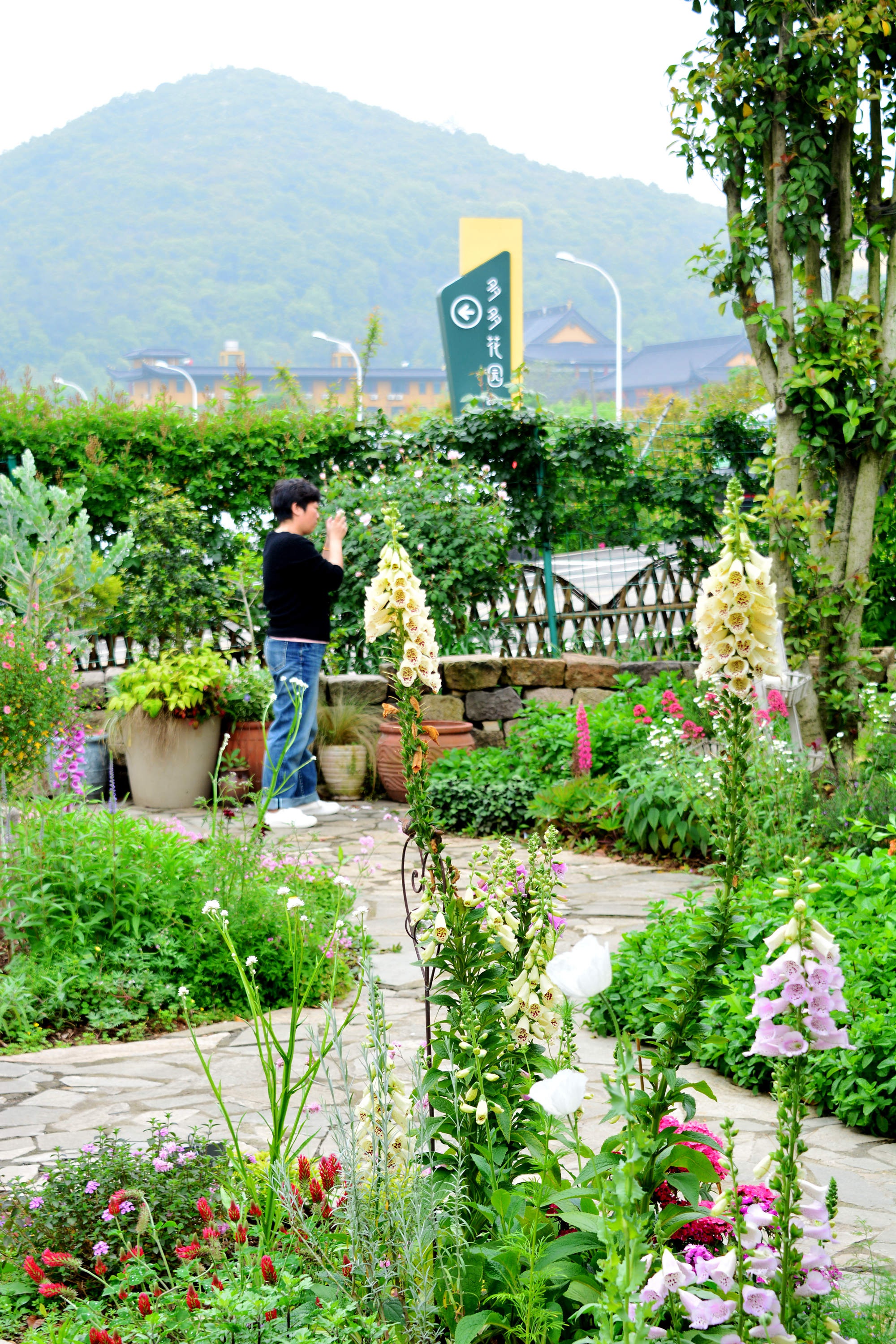多多花园随手拍江苏无锡锡山区锡北镇新明村梅园里