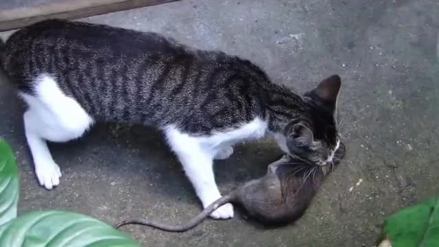 一只老鼠被猫堵在墙角又打又吓,老鼠崩溃了:大哥求你给个痛快