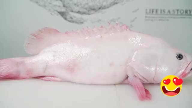 百年难得一遇的白化龙趸通体粉嫩口感味道与它外表非常搭