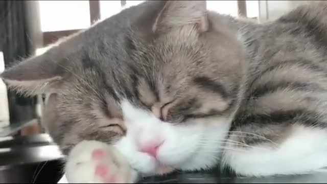 小懒猫趴在桌上呼呼大睡萌得犯规了