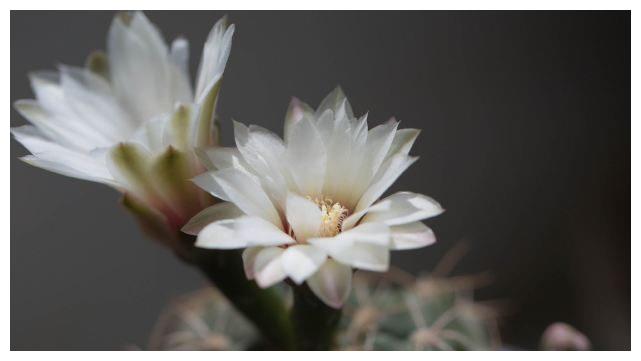 全家大富大贵，发财享富贵，四大生肖幸福敲门，花开月圆休闲区蓝鸢梦想 - Www.slyday.coM