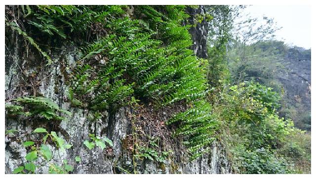 此草俗称"凤凰蛋",农村老屋墙上才有,看到别拔,很珍贵