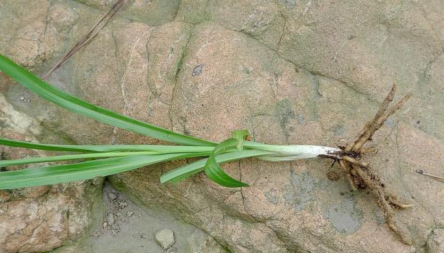 而这绶草就是其一,若是不小心被蛇咬到的话,可以将绶草的全草或者根