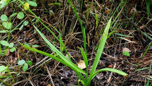 农村一种奇草,蛇见到就怕,人称"蛇崽草",民间常用来煲鸡汤