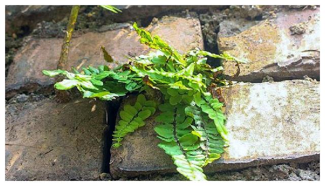 此草俗称"凤凰蛋",农村老屋墙上才有,看到别拔,很珍贵
