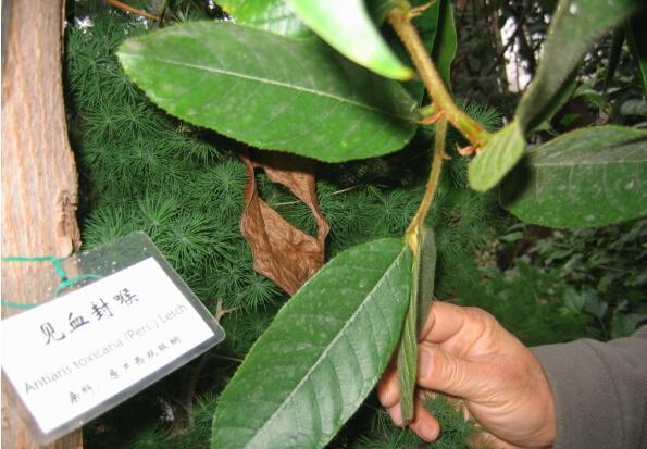 此树人称"阎王树",山里常见,遇到别乱碰,抓紧绕道走!