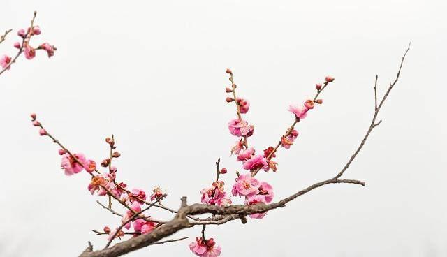 周易应用史上最经典案例：邵雍梅花诗预言，让人叹服的占卜神技