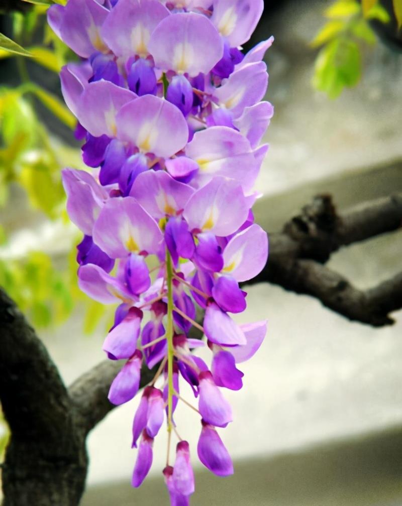 紫色的魅力众人所知,几种特殊的"紫色花",养在家里格外有气质