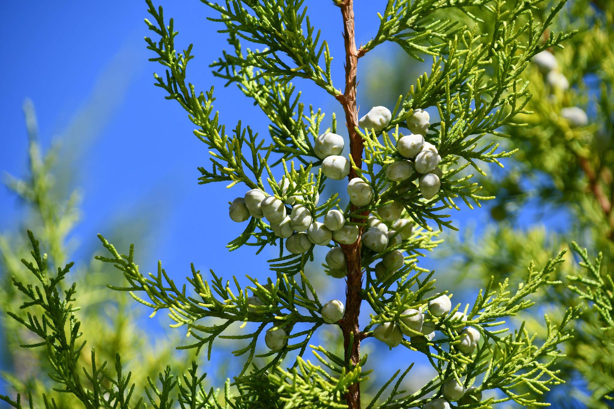 侧柏的果实,原创拍摄