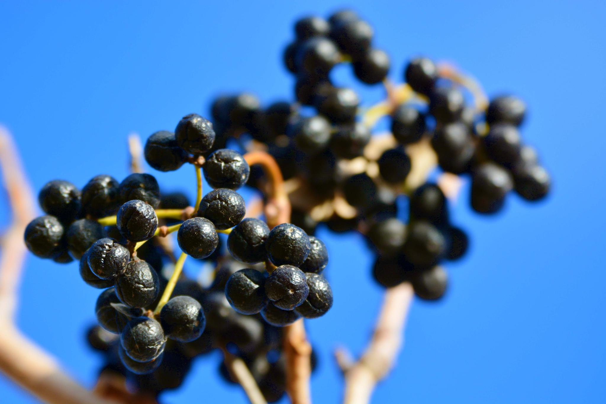 黄檗树果实,原创拍摄|果实|黄檗|原创_新浪新闻