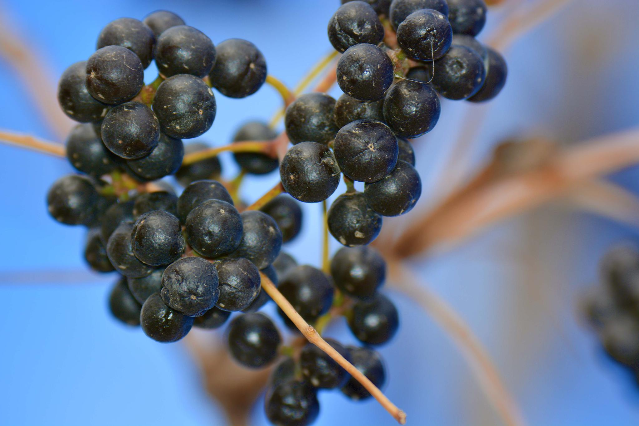 黄檗树果实,原创拍摄|果实|黄檗|原创_新浪新闻