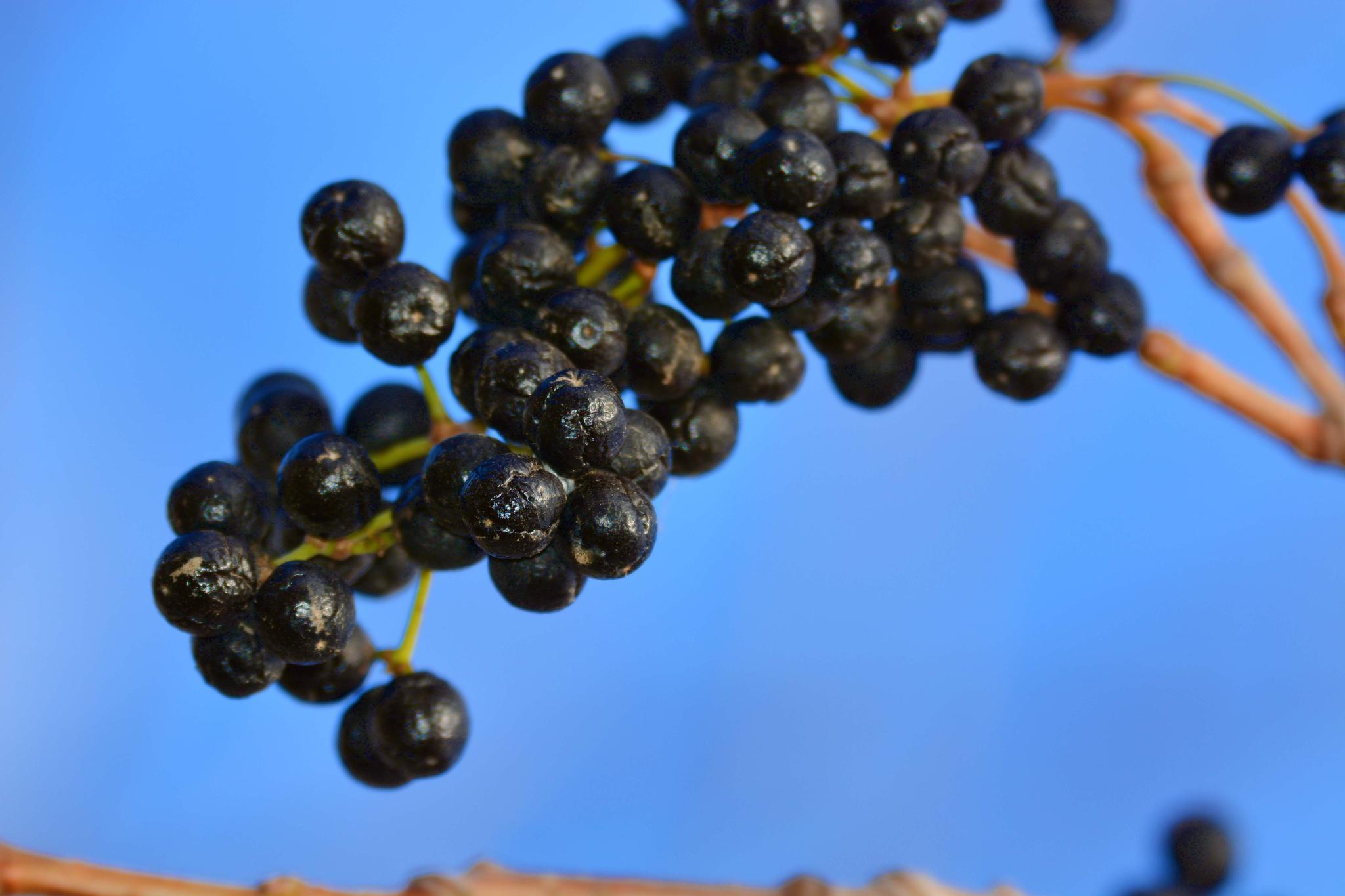 黄檗树果实,原创拍摄|果实|黄檗|原创_新浪新闻