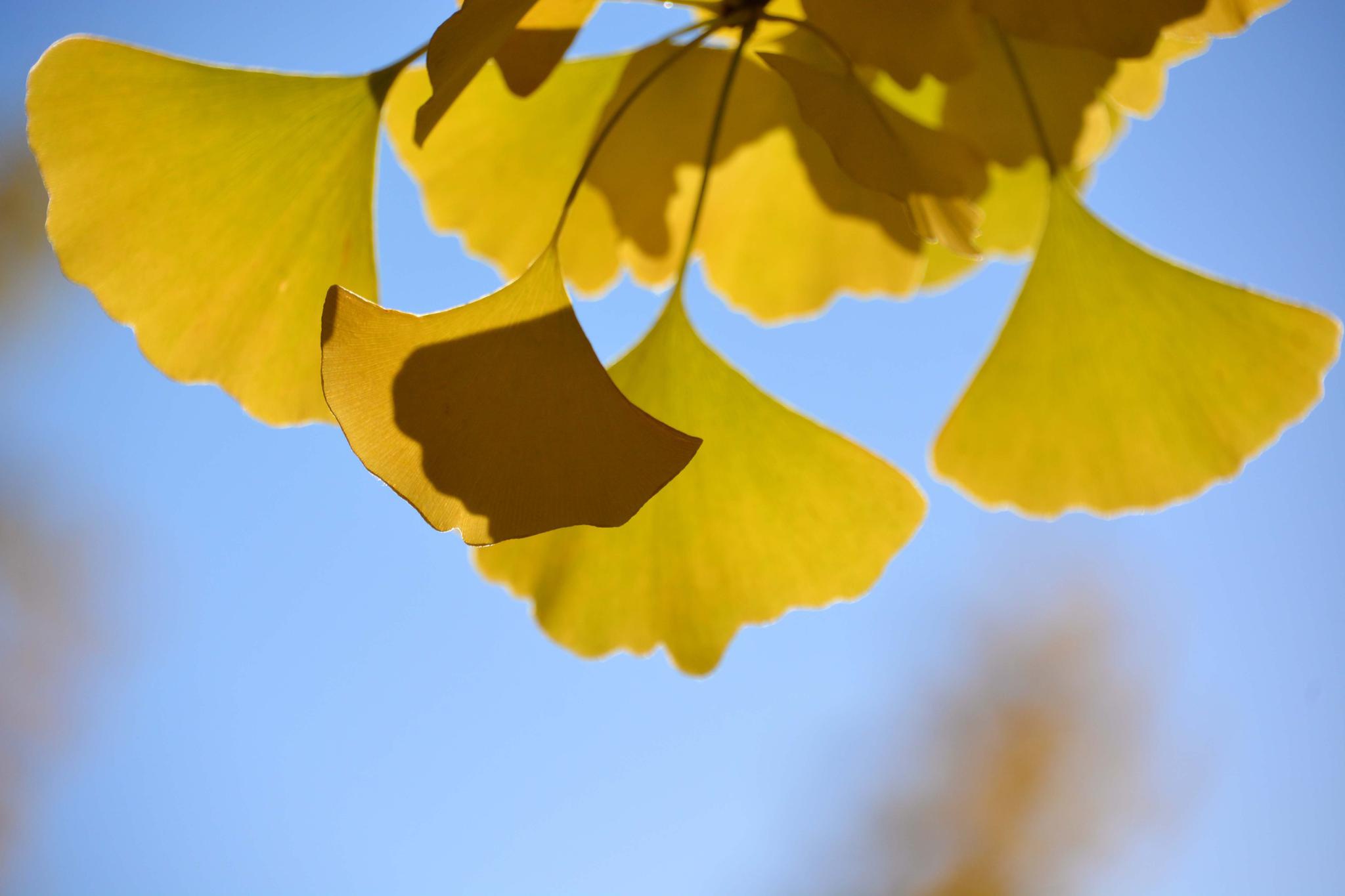 秋天的银杏叶原创拍摄