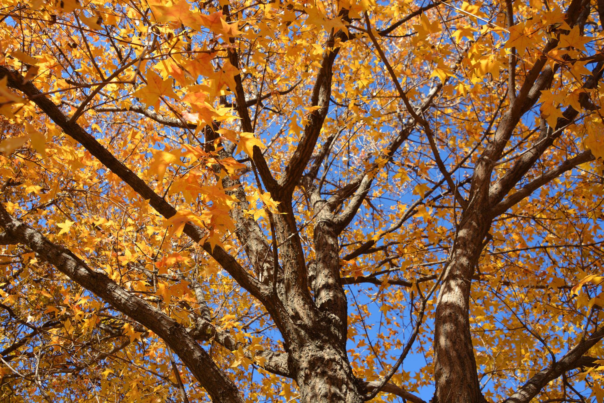 黄色树叶的枫树,原创拍摄