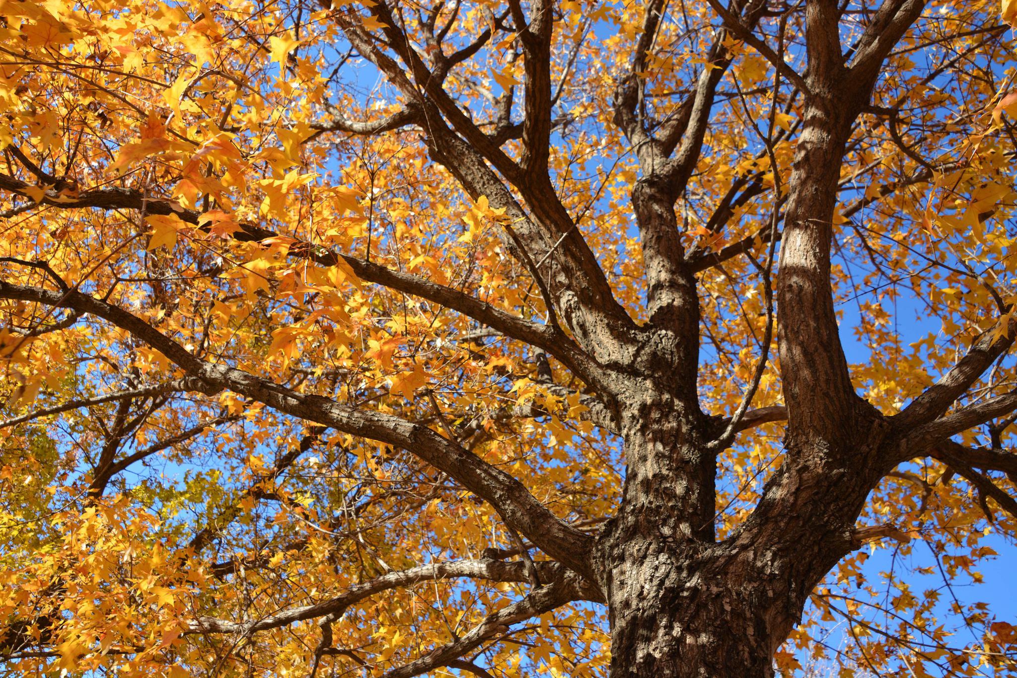 黄色树叶的枫树,原创拍摄