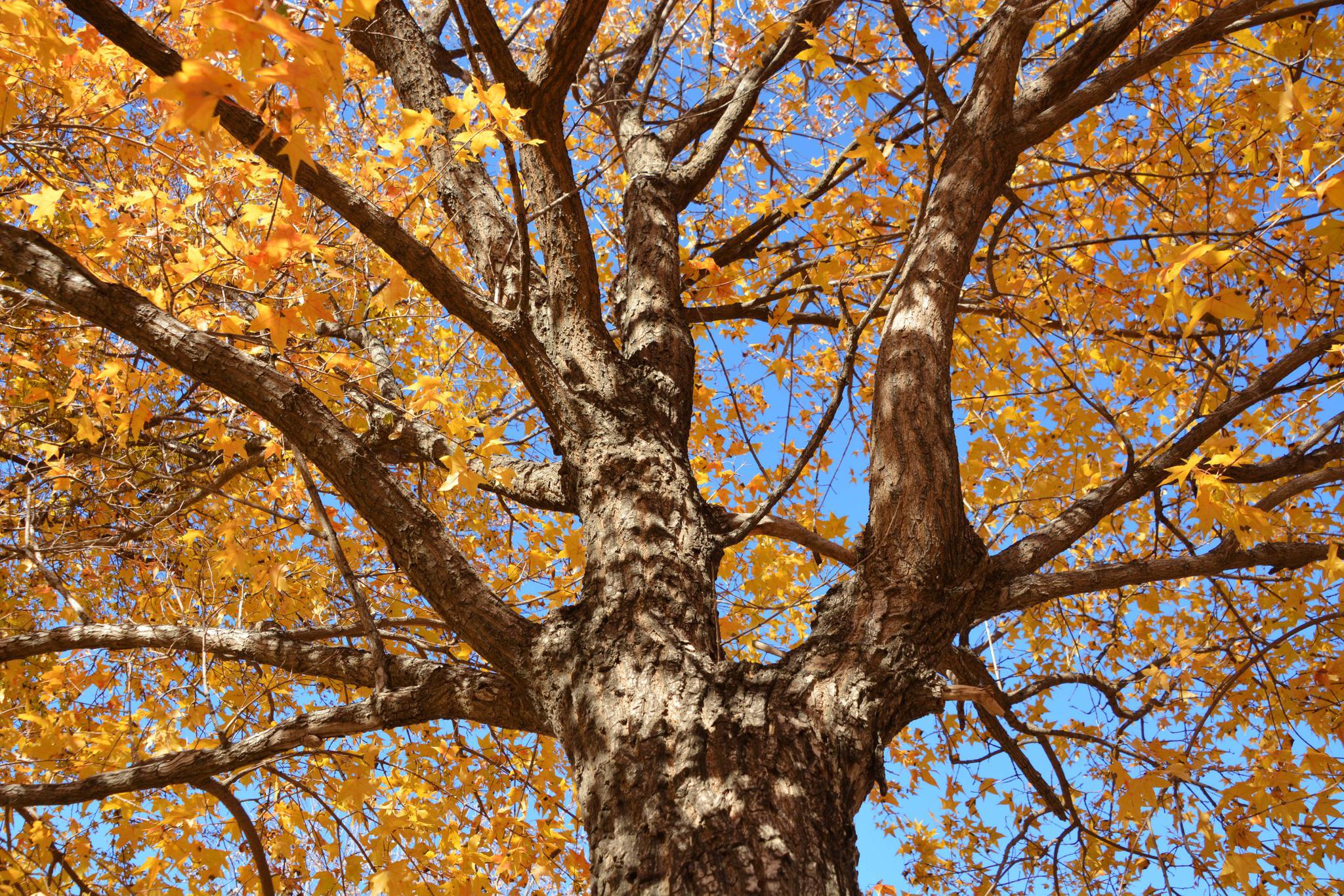 黄色树叶的枫树,原创拍摄