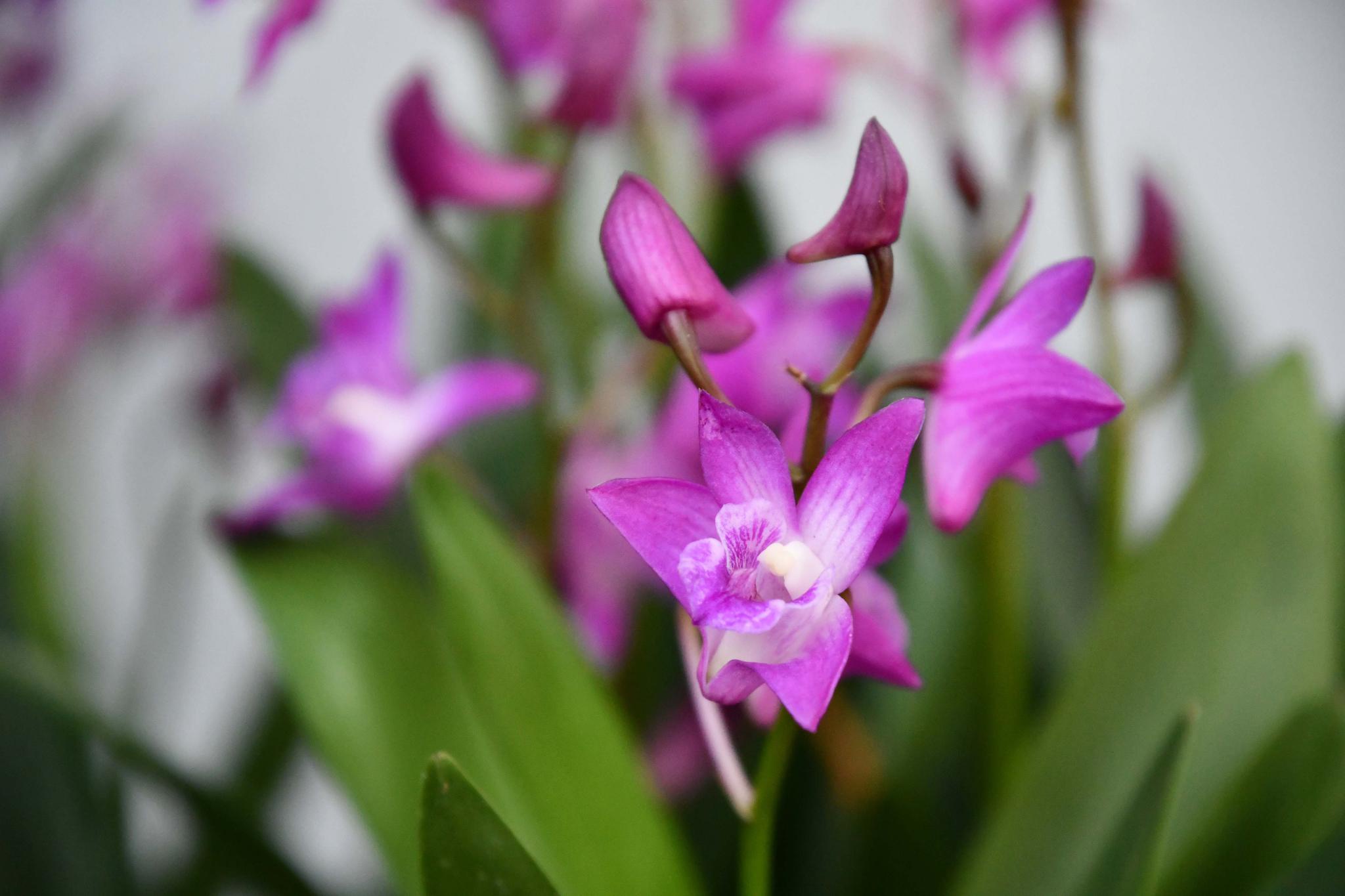 粉色的兰花原创拍摄