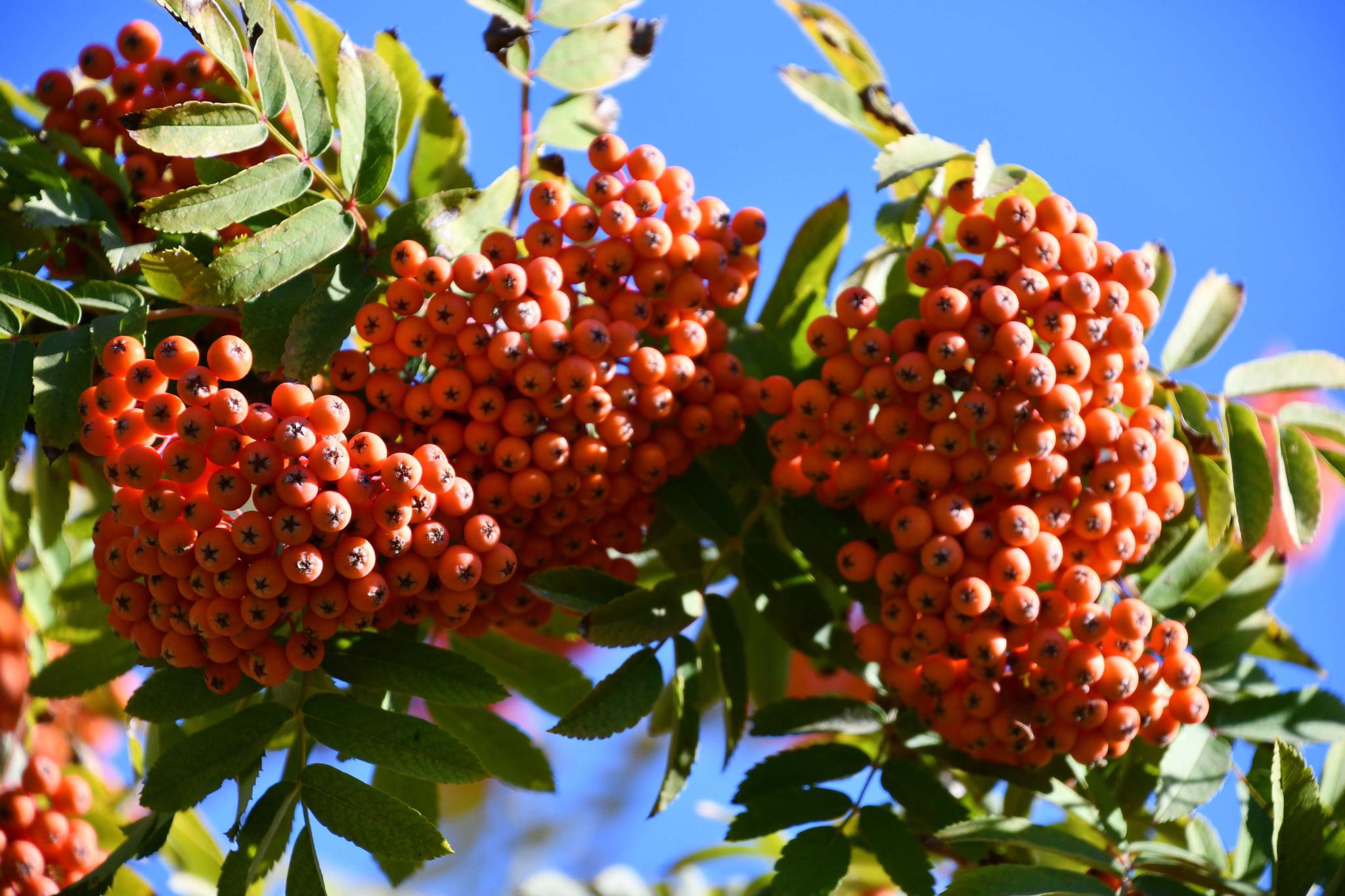 橘黄色的花楸果,原创拍摄