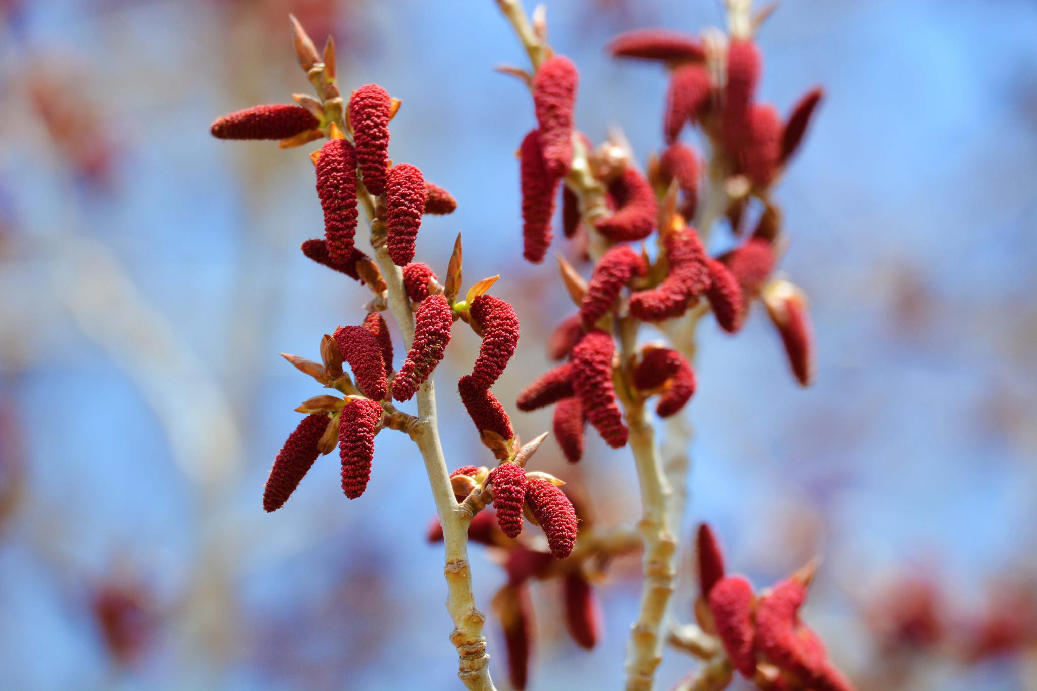 杨树红色的花序,原创拍摄_高清图集_新浪网