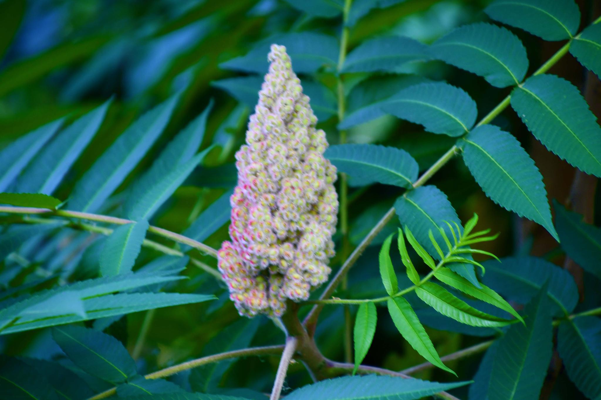 火炬树果实,原创拍摄|火炬树|果实|原创_新浪新闻