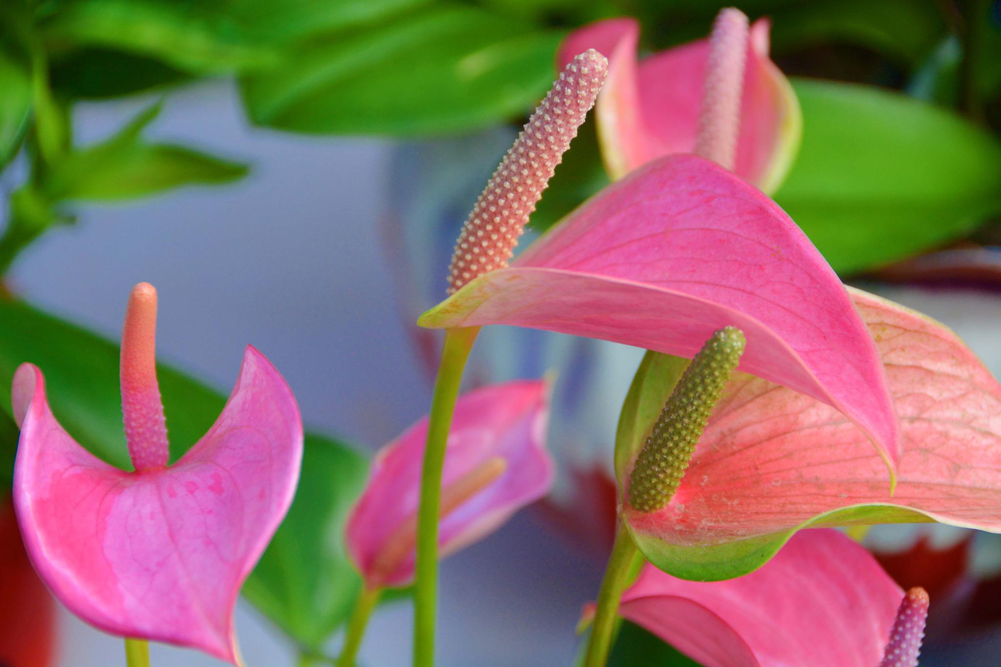 粉掌花,原创拍摄|粉掌|花粉|原创_新浪新闻