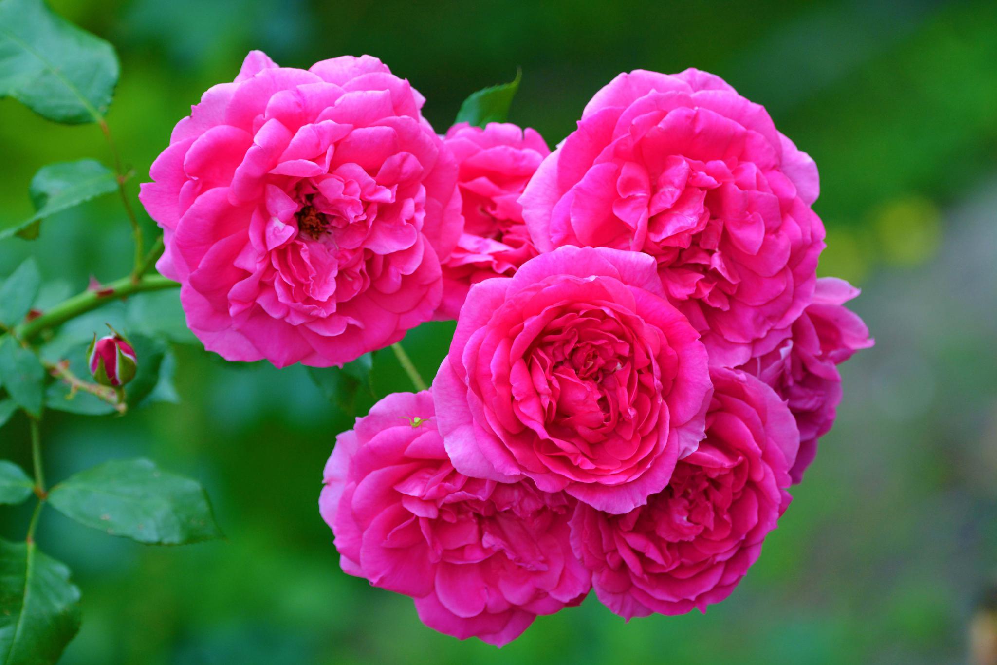 重瓣月季花,原创拍摄