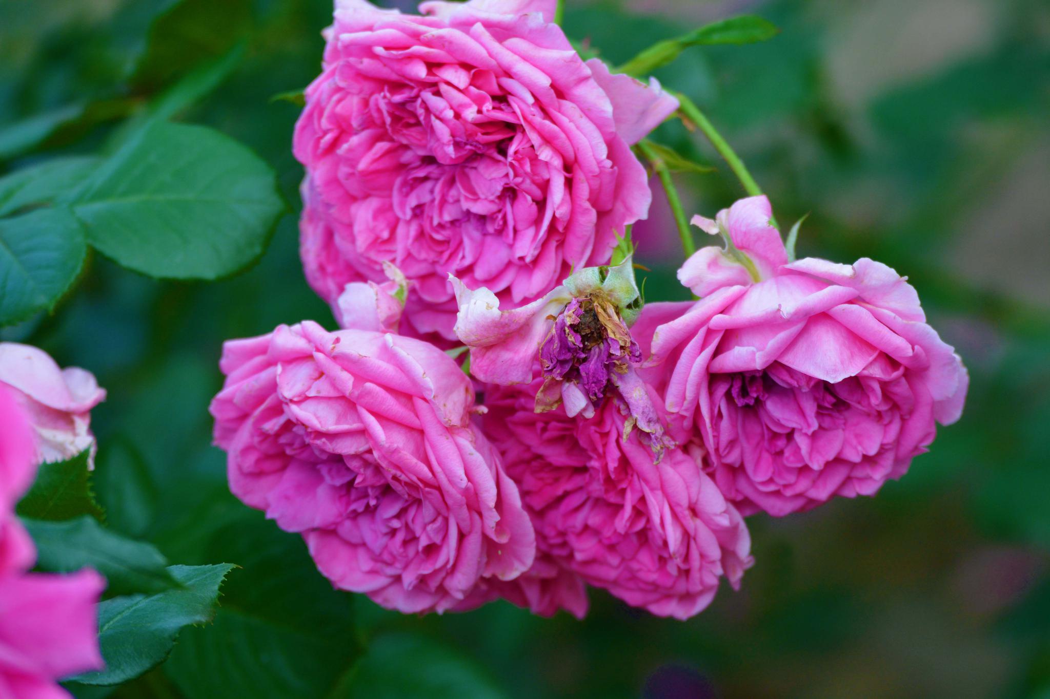 重瓣月季花,原创拍摄