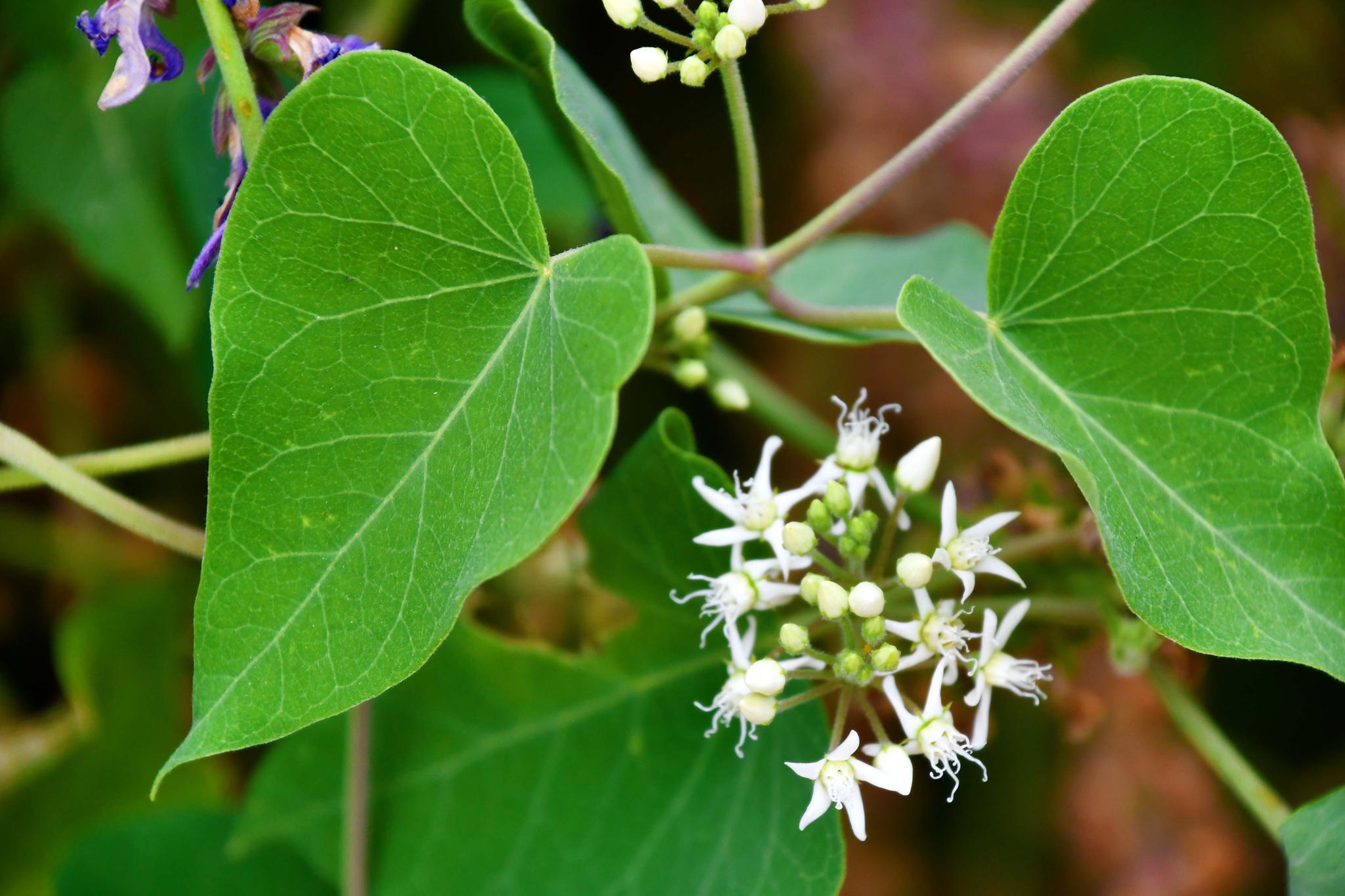 野生植物萝藦花原创拍摄