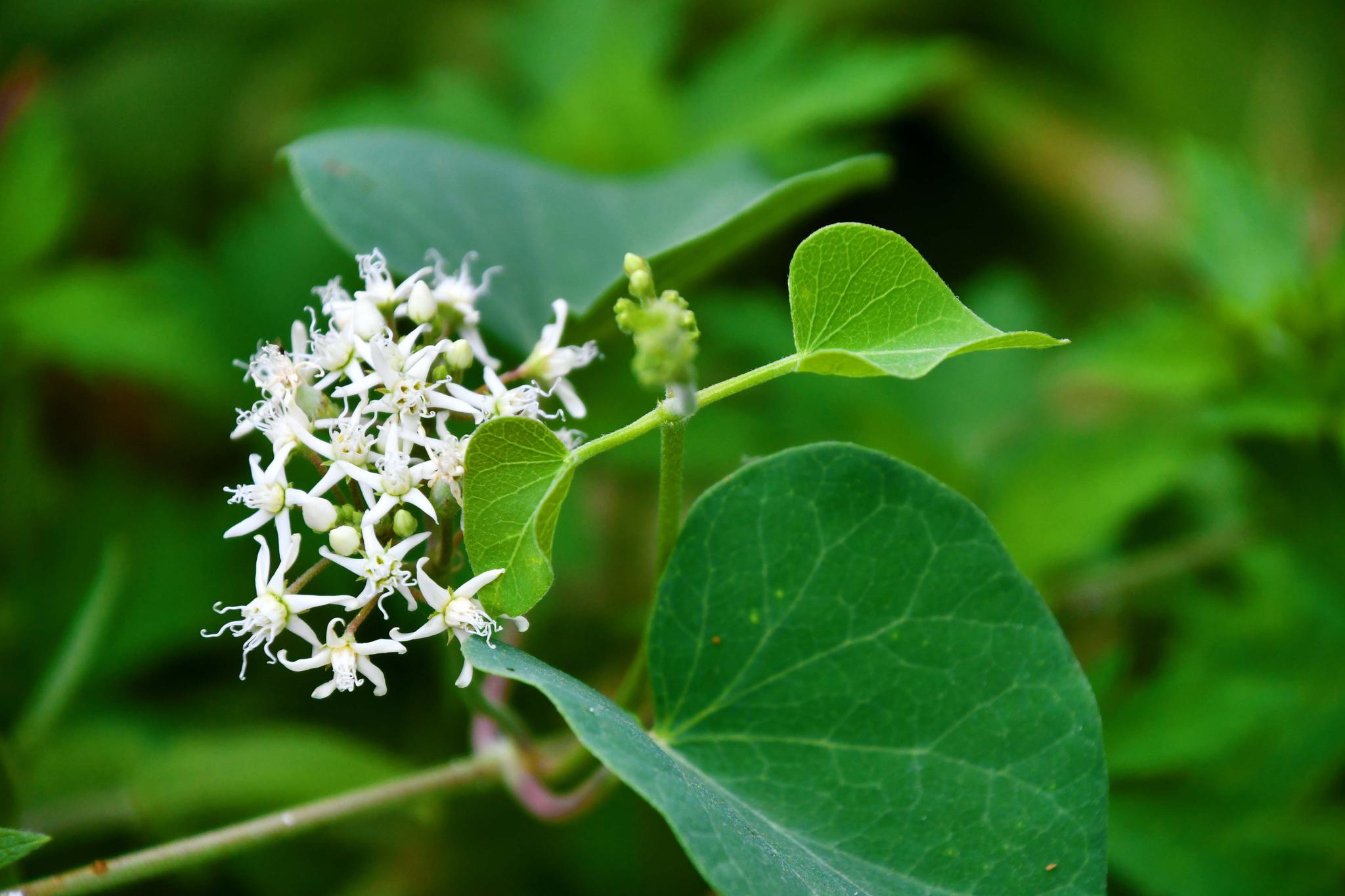 野生植物萝藦花原创拍摄