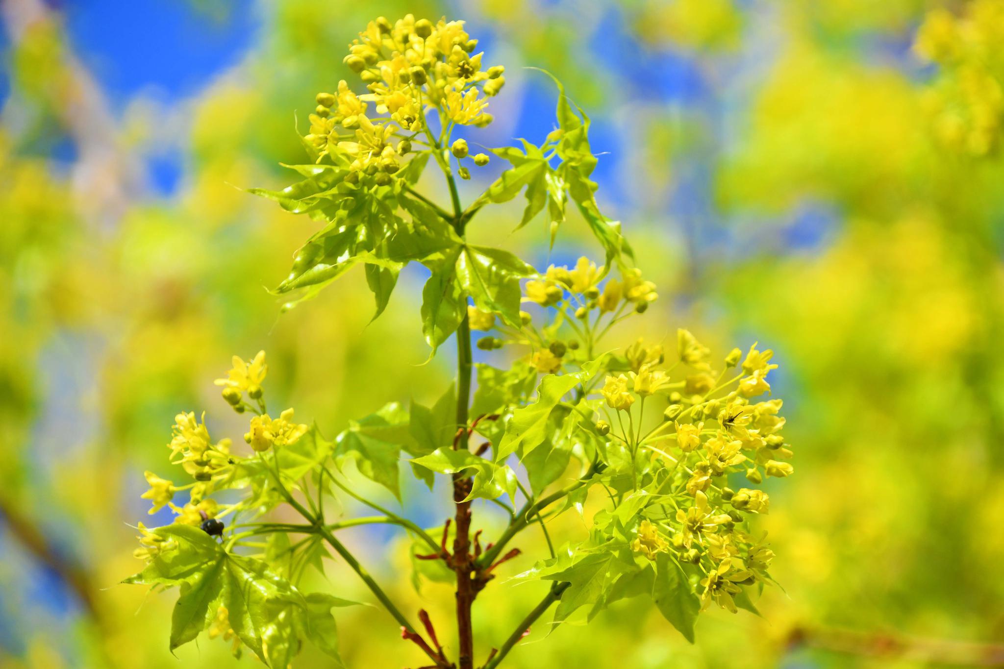 灿烂的枫树花,原创拍摄_高清图集_新浪网