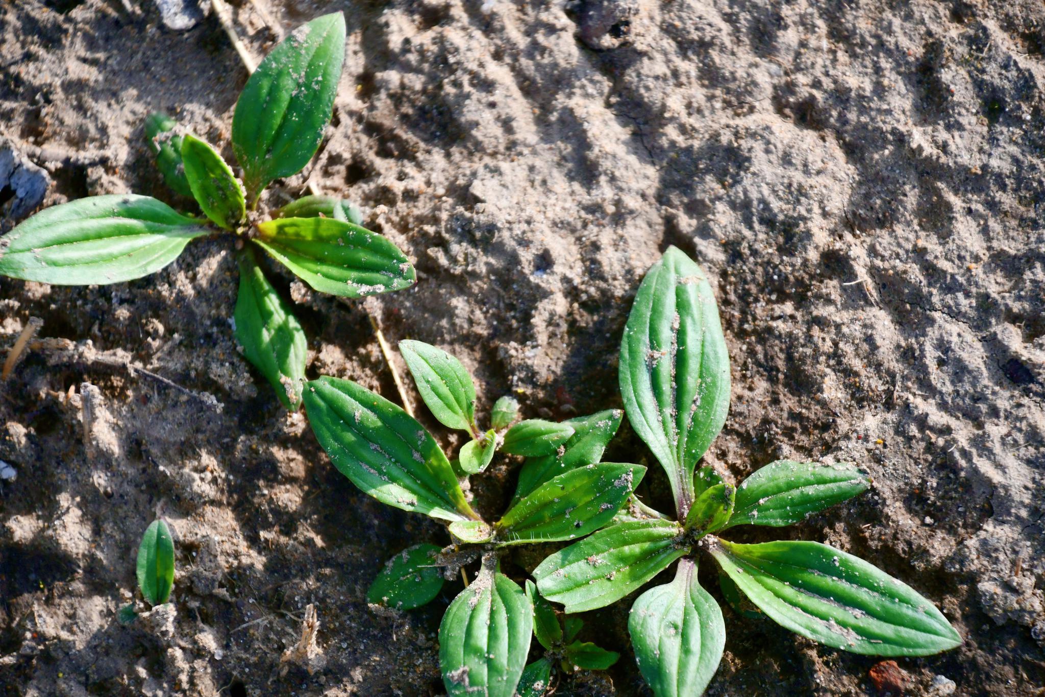 野生植物车前草原创拍摄
