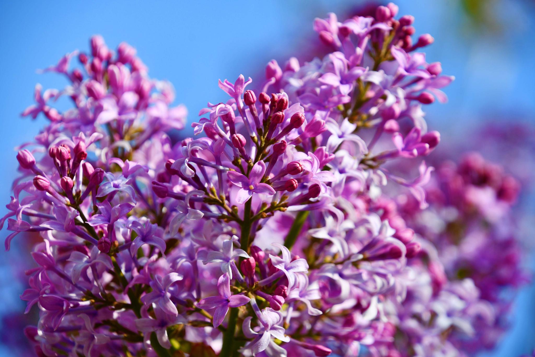 浪漫的紫丁香花 原创拍摄 高清图集 新浪网 浪漫的紫丁香花 原创拍摄 高清图集 新浪网