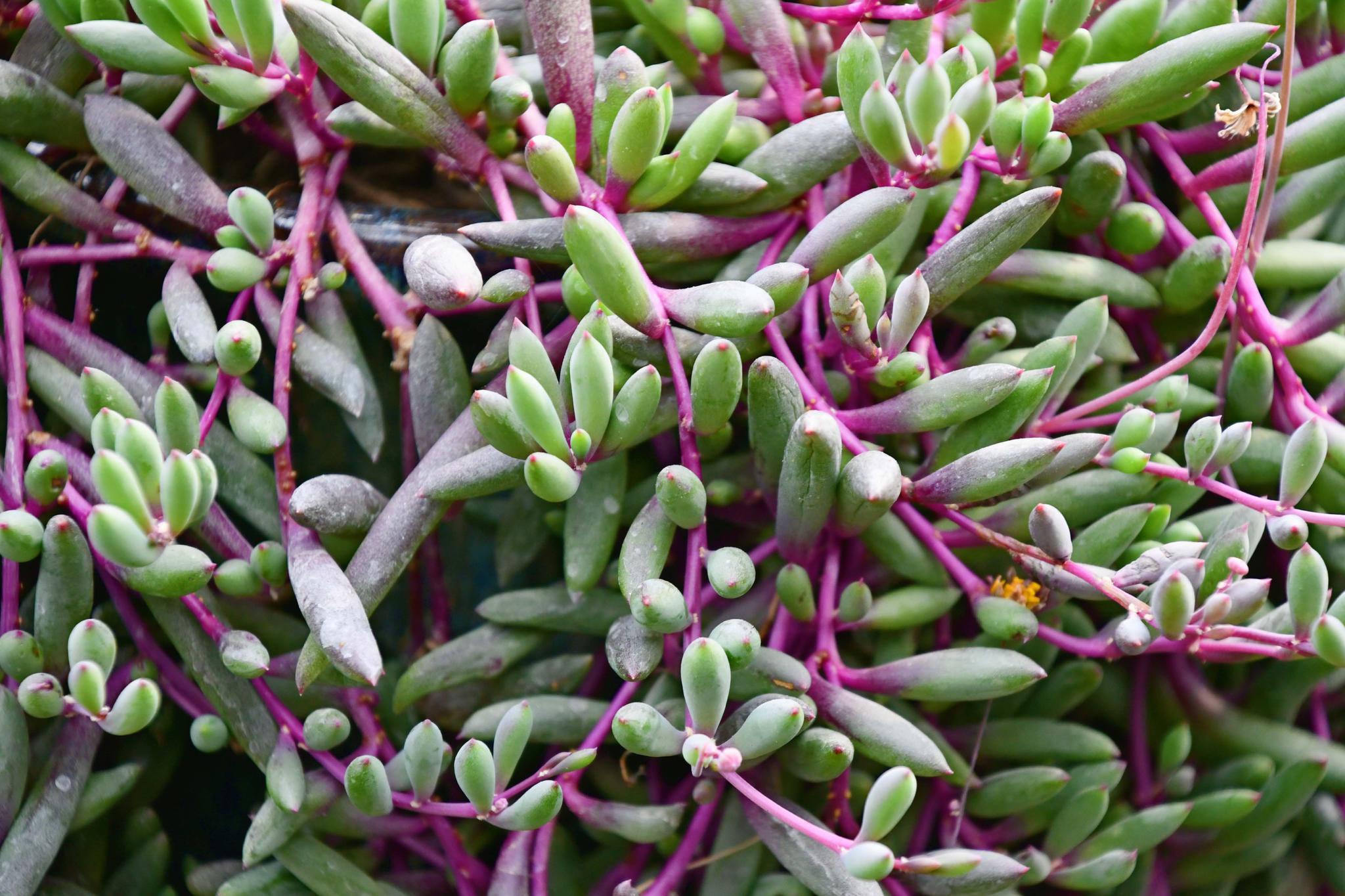 多肉植物紫弦月原创拍摄