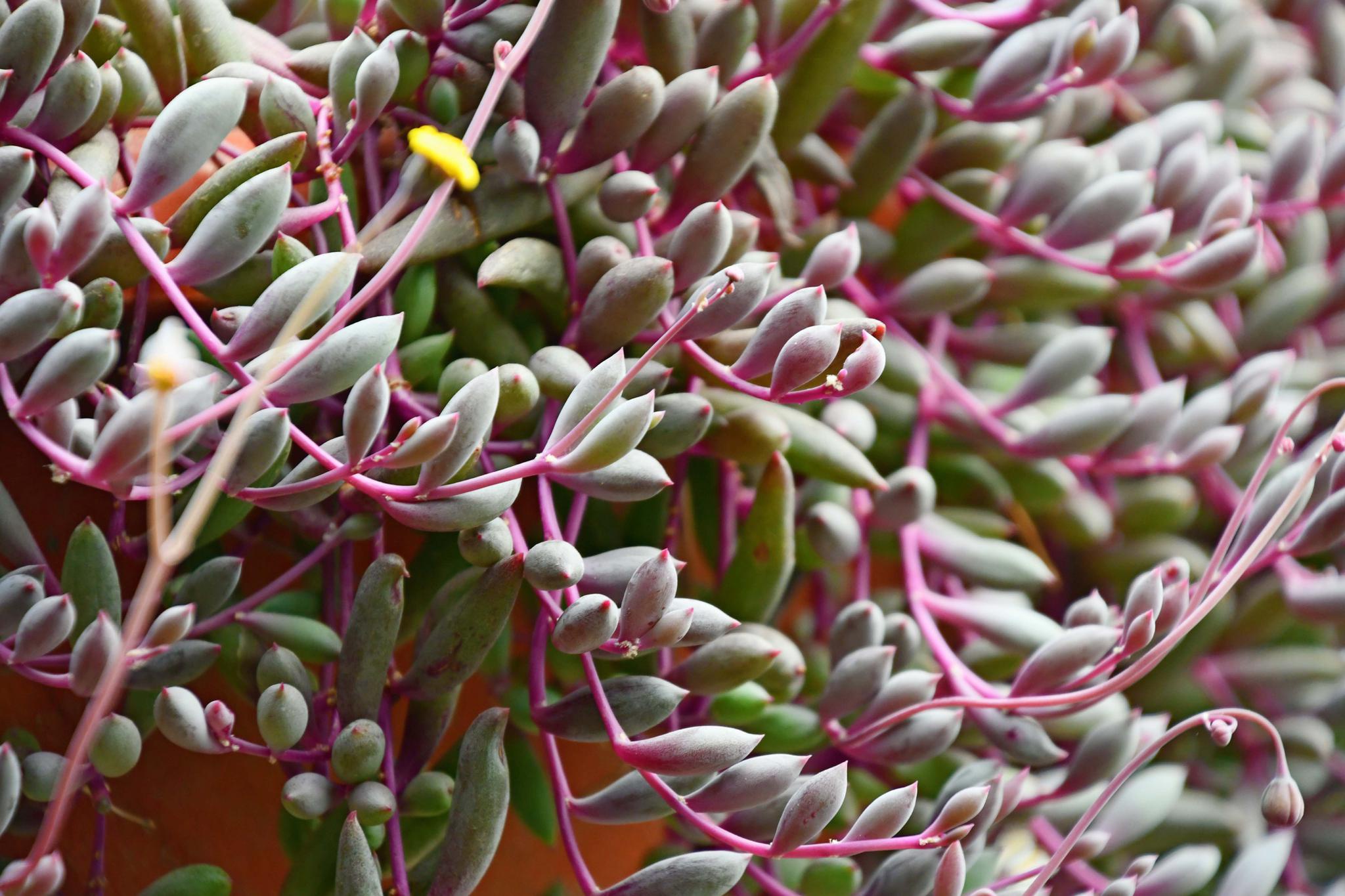 多肉植物紫弦月原创拍摄