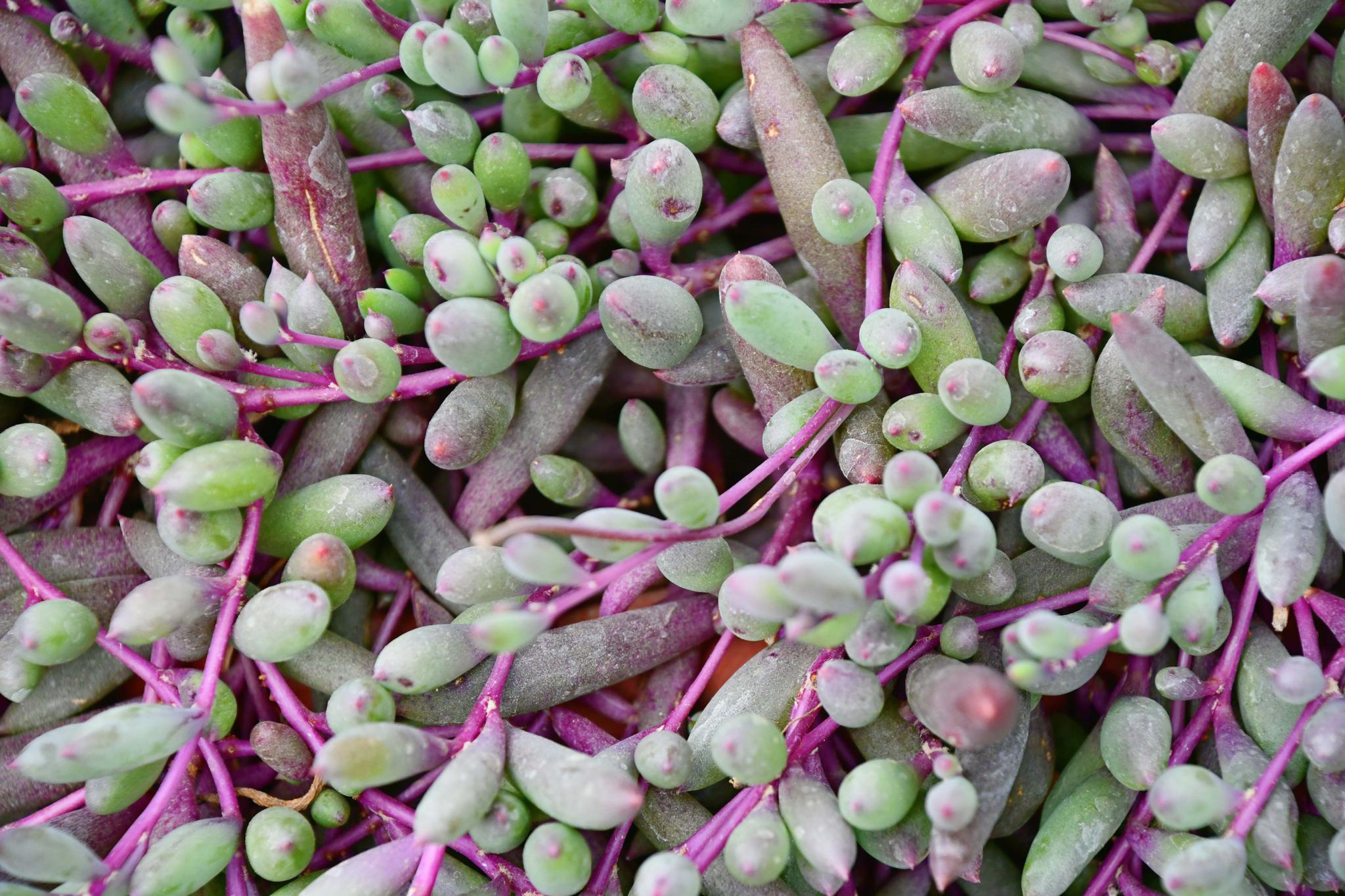 多肉植物紫弦月原创拍摄