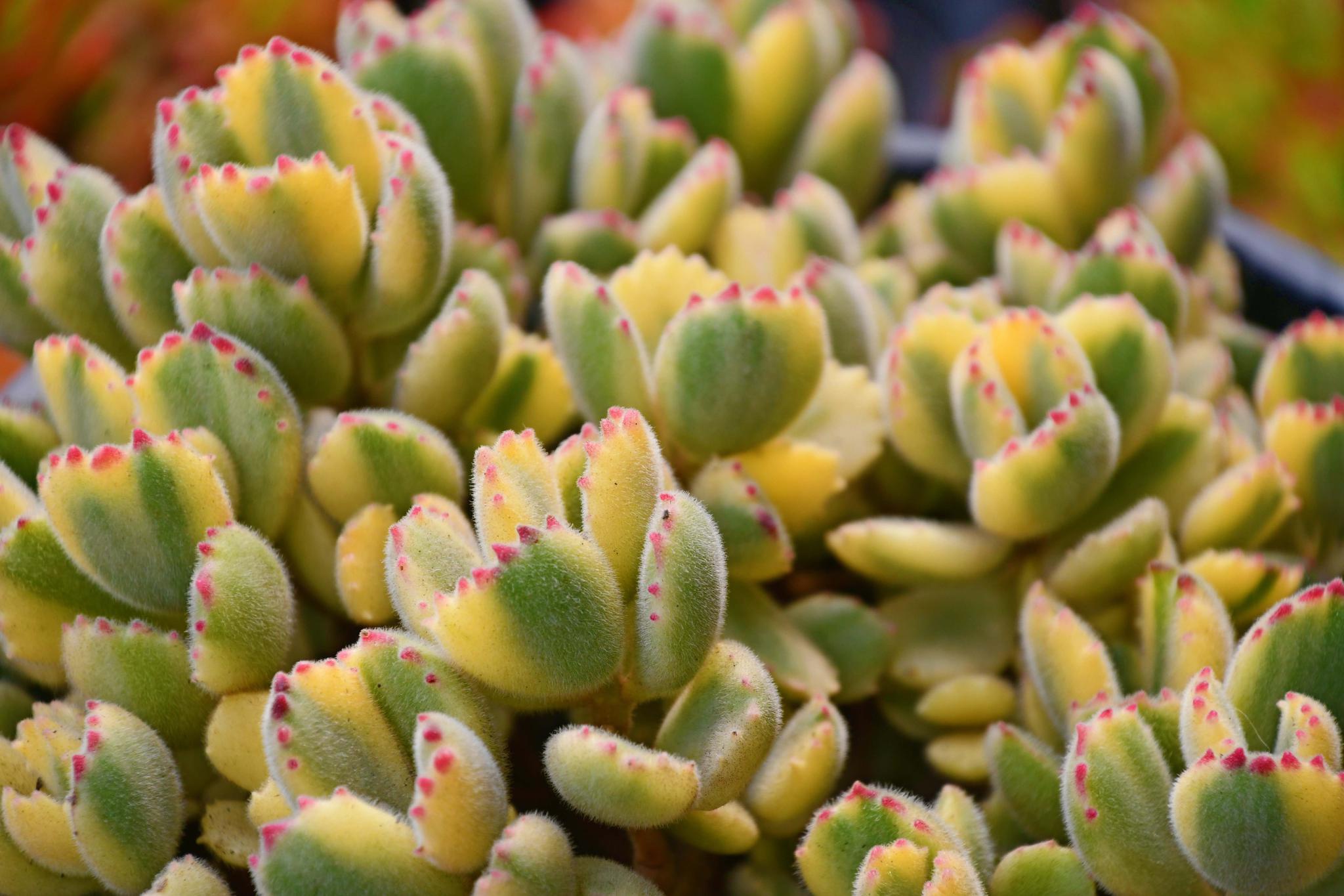 多肉植物小熊掌原创拍摄