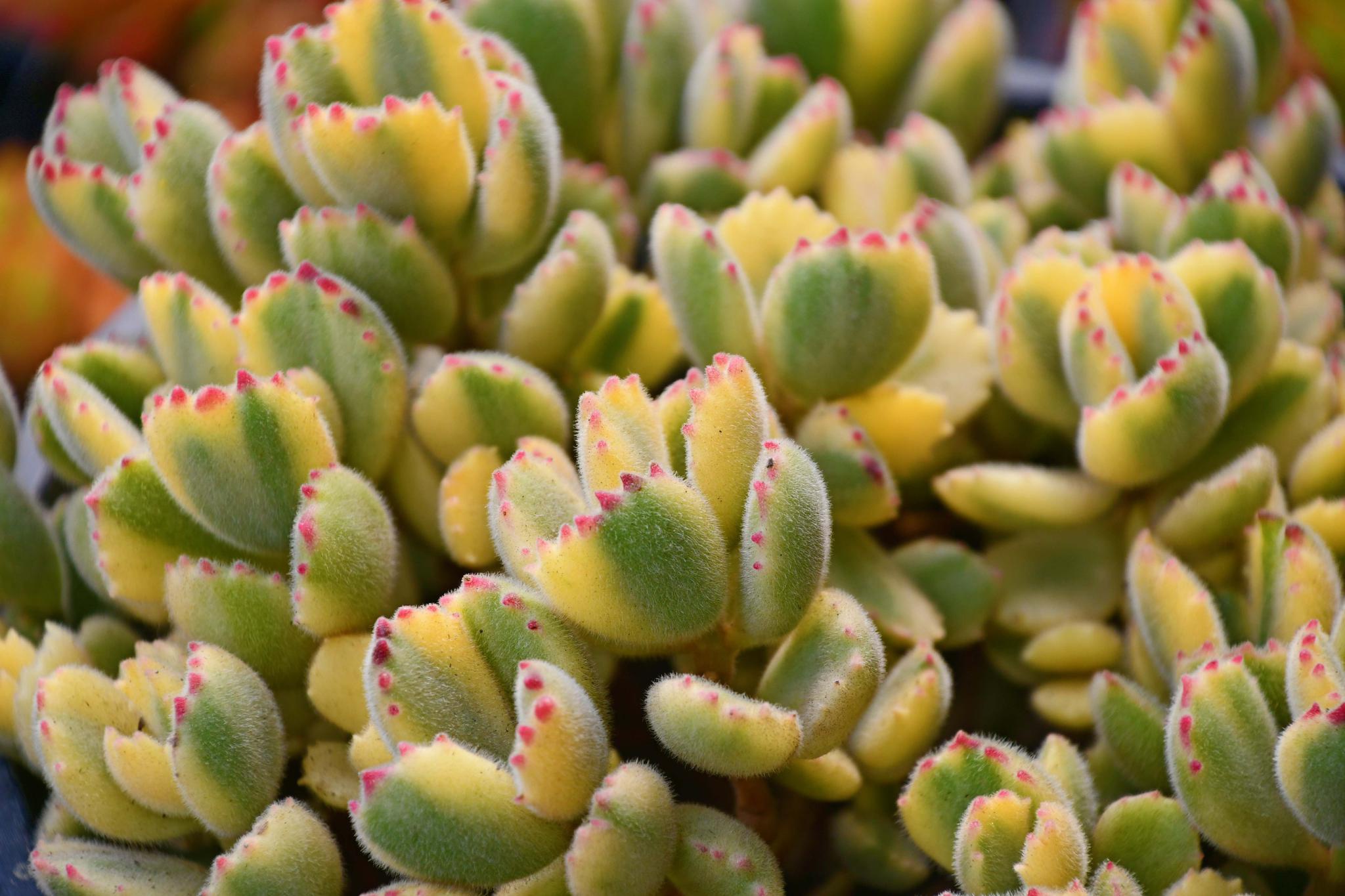 多肉植物小熊掌,原创拍摄|多肉植物|熊掌|原创_新浪新闻