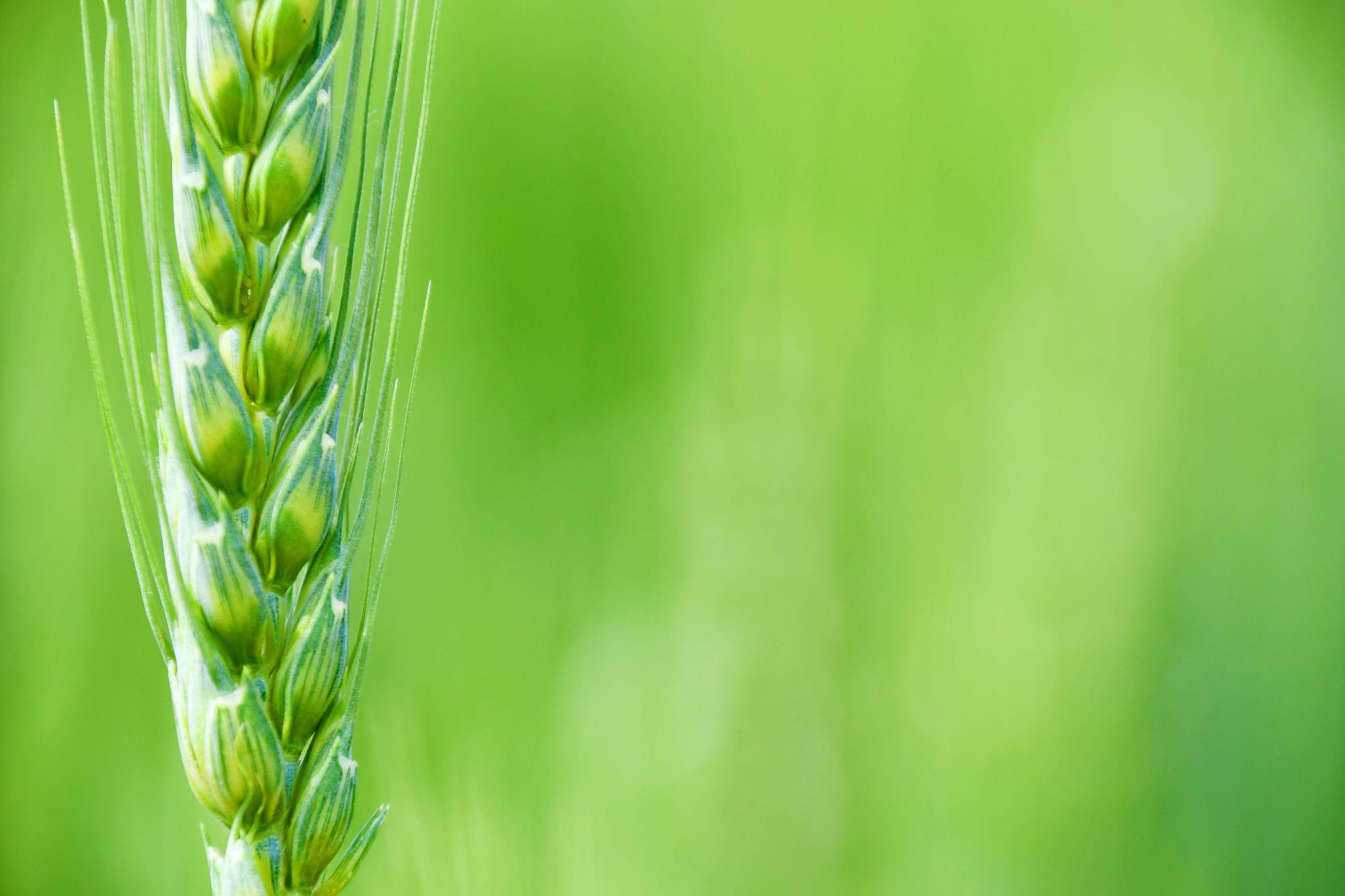 饱满的麦穗原创拍摄